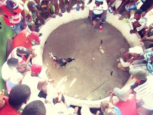 La pelea de gallos es una de las principales distracciones de los habitantes del islote, que no cuentan con salas de teatro, bibliotecas o parques.