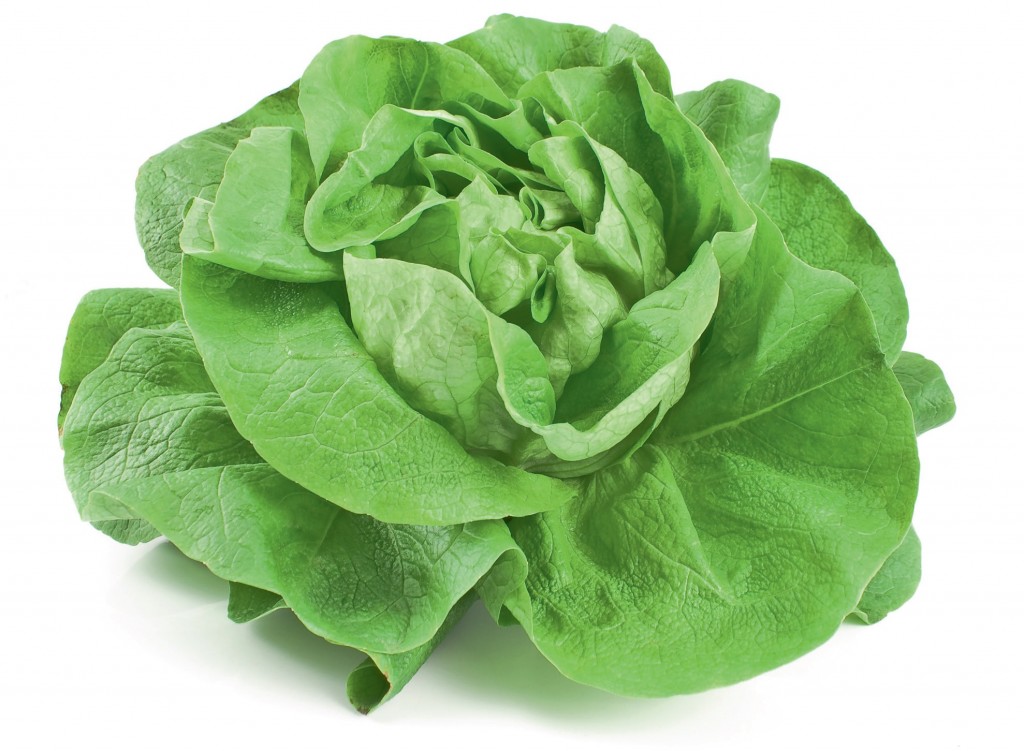 Ser verde, un estilo de vida Ser verde, un estilo de vida